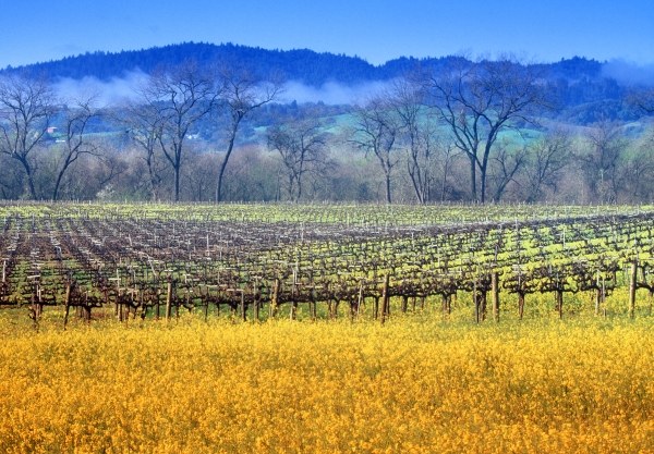 Yellow Mustard blooming in a vineyard in Sonoma  County in early Spring,